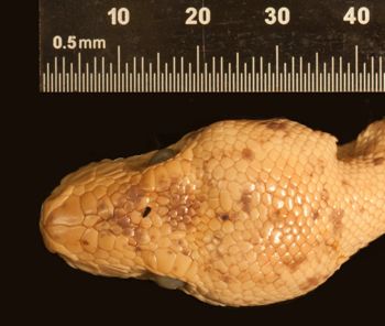 Media type: image;   Herpetology R-7791